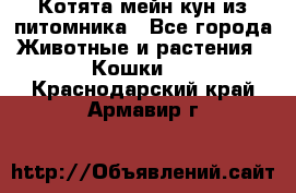 Котята мейн-кун из питомника - Все города Животные и растения » Кошки   . Краснодарский край,Армавир г.